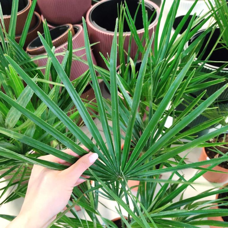 Palma karłowa (Chamaerops humilis) 85cm