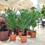 Palma karłowa (Chamaerops humilis) 85cm