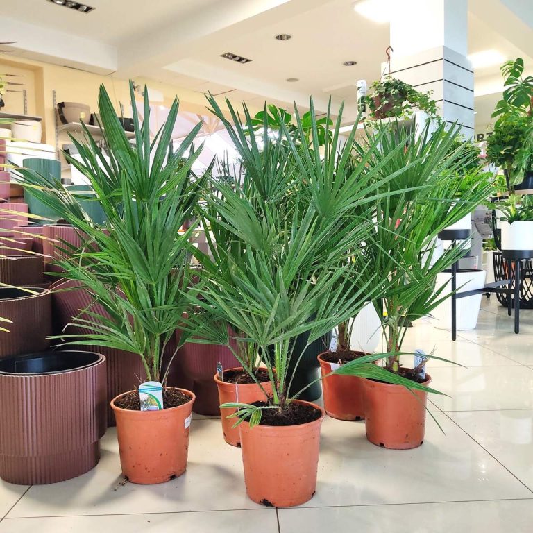Palma karłowa (Chamaerops humilis) 85cm