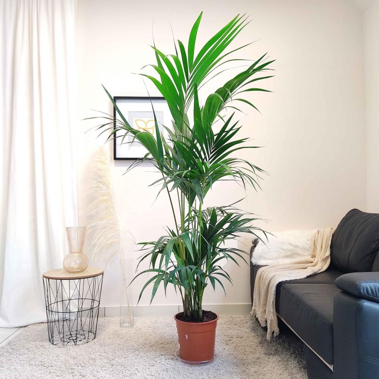 Palma Kentia (Kencja, Howea) 150cm