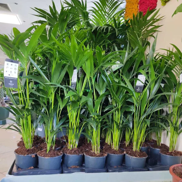 Palma kentia/howea (Howea) 100cm