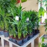 Palma kentia/howea (Howea) 100cm