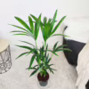 Palma kentia/howea (Howea) 90-100cm