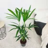 Palma kentia/howea (Howea) 100cm