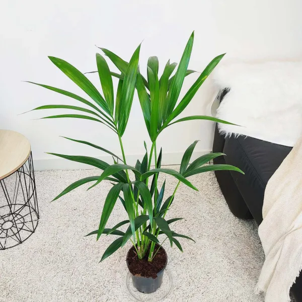 Palma kentia/howea (Howea) 100cm