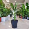 Palma kentia/howea (Howea) 90-100cm