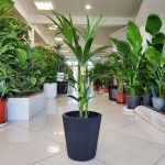 Palma kentia/howea (Howea) 100cm