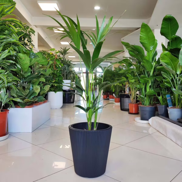 Palma kentia/howea (Howea) 90-100cm