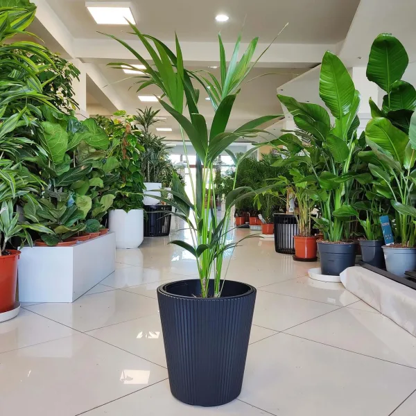 Palma kentia/howea (Howea) 100cm