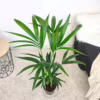 Palma kentia/howea (Howea) 90-100cm