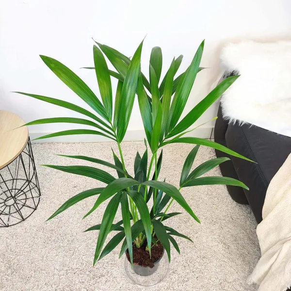 Palma kentia/howea (Howea) 100cm