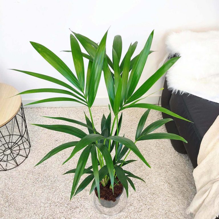 Palma kentia/howea (Howea) 100cm