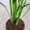 Palma kentia/howea (Howea) 90-100cm