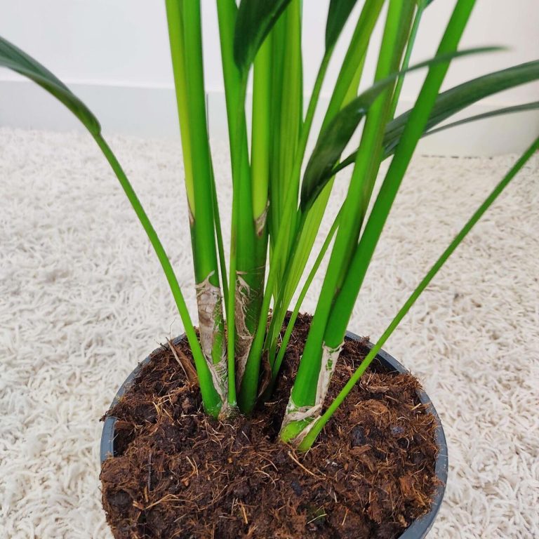 Palma kentia/howea (Howea) 100cm