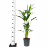 Palma kentia/howea (Howea) 90-100cm