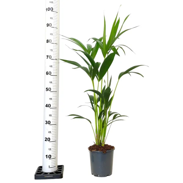 Palma kentia/howea (Howea) 100cm