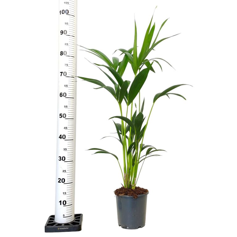 Palma kentia/howea (Howea) 100cm