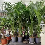 Palma Kentia (Kencja, Howea) 155cm