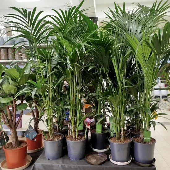 Palma Kentia (Kencja, Howea) 155cm