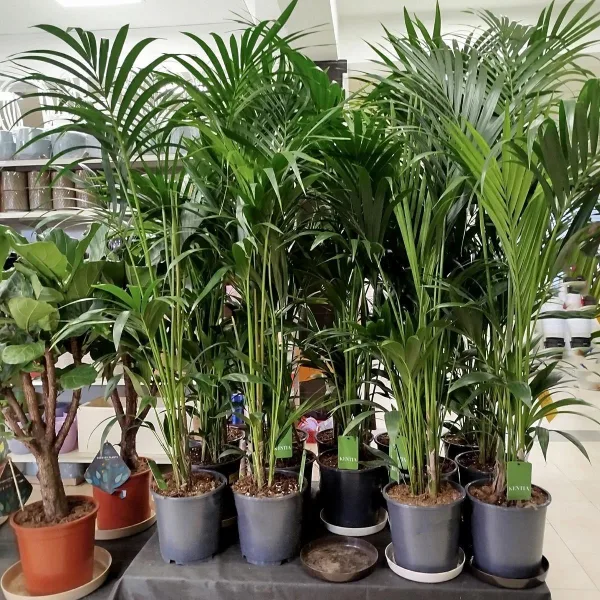Palma Kentia (Kencja, Howea) 155cm
