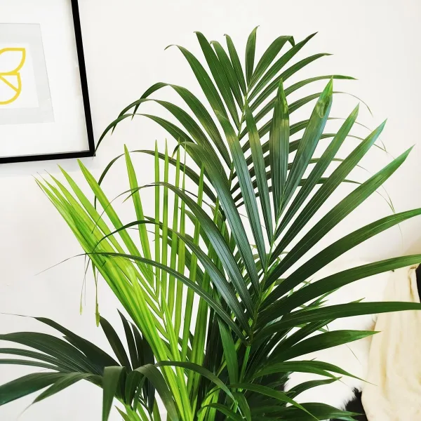 Palma Kentia (Kencja, Howea) 155cm