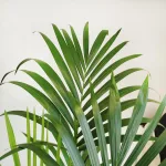 Palma Kentia (Kencja, Howea) 155cm