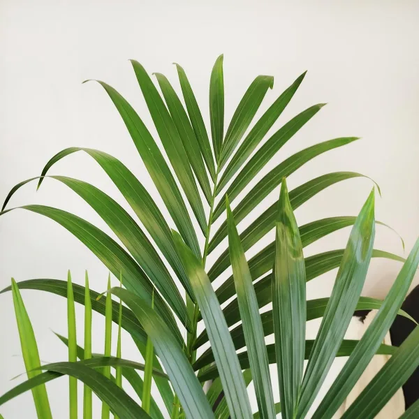 Palma Kentia (Kencja, Howea) 155cm