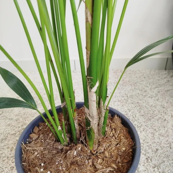 Palma Kentia (Kencja, Howea) 155cm