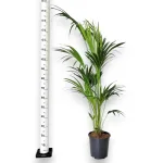 Palma Kentia (Kencja, Howea) 155cm