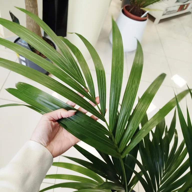 Palma Kentia (Kencja, Howea) 155cm