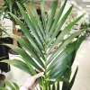 Palma Kentia (Kencja, Howea) 155cm