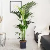 Palma Kentia (Kencja, Howea) 155cm
