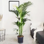 Palma Kentia (Kencja, Howea) 155cm