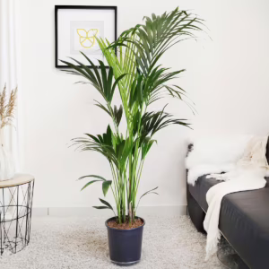 Palma Kentia (Kencja, Howea) 155cm