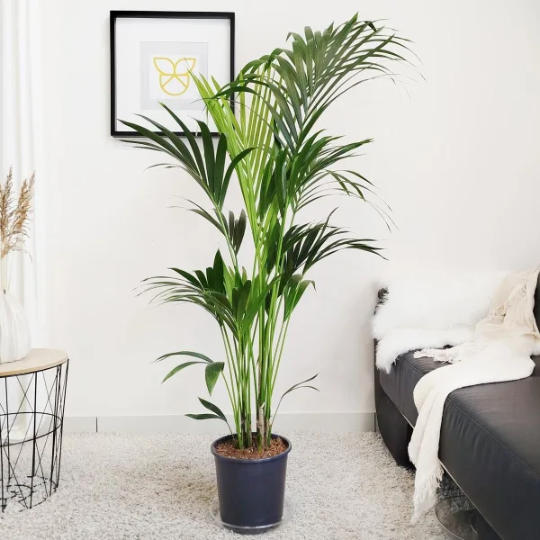 Palma Kentia (Kencja, Howea) 155cm