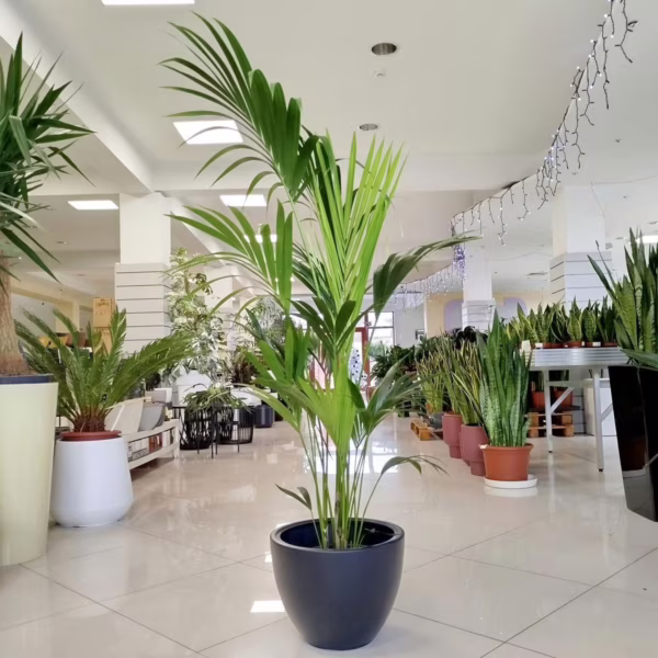 Palma Kentia (Kencja, Howea) 155cm