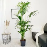 Palma Kentia (Kencja, Howea) 190cm