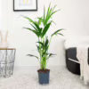 Palma kentia/howea (Howea) 90-100cm