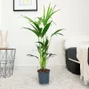 Palma kentia/howea (Howea) 100cm