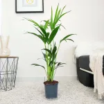 Palma kentia/howea (Howea) 100cm