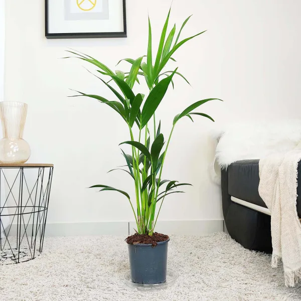 Palma kentia/howea (Howea) 100cm