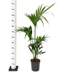 Palma kentia/howea (Howea) 110cm