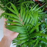 Palma Chamedora wytworna (Chamaedorea elegans) 90cm