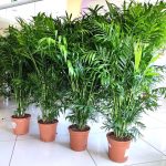 Palma Chamedora wytworna (Chamaedorea elegans) 90cm