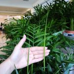 Palma Chamedora wytworna (Chamaedorea elegans) 90cm