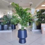 Palma Chamedora wytworna (Chamaedorea elegans) 90cm