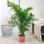 Palma Chamedora wytworna (Chamaedorea elegans) 90cm