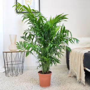 Palma Chamedora wytworna (Chamaedorea elegans) 90cm