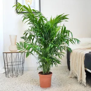 Palma Chamedora wytworna (Chamaedorea elegans) 90cm