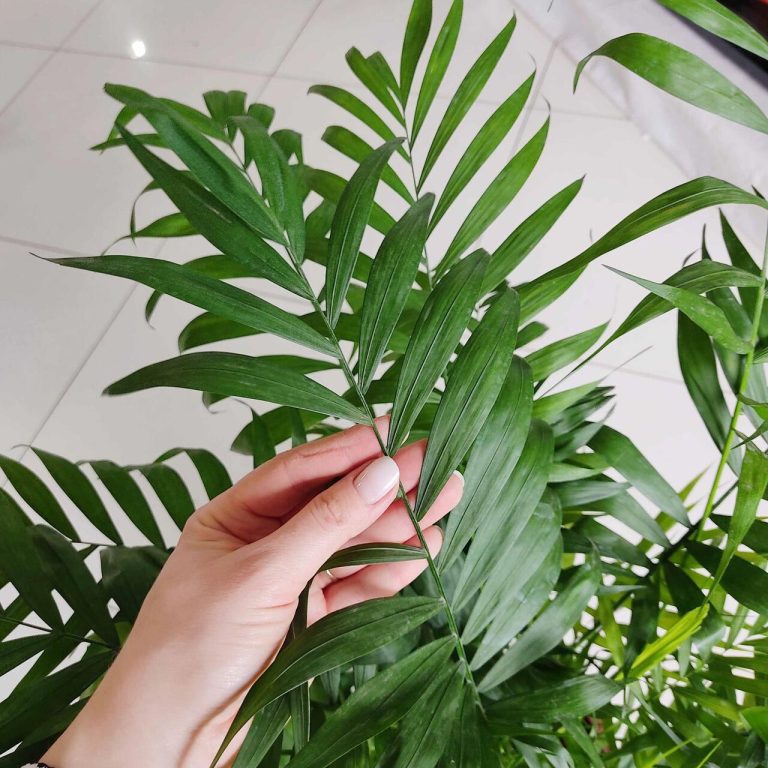 Palma Chamedora wytworna (Chamaedorea elegans) 75cm